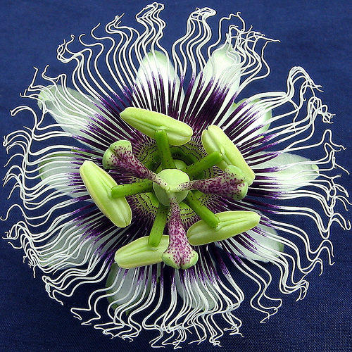 Passion flower