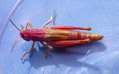 pink-grasshopper