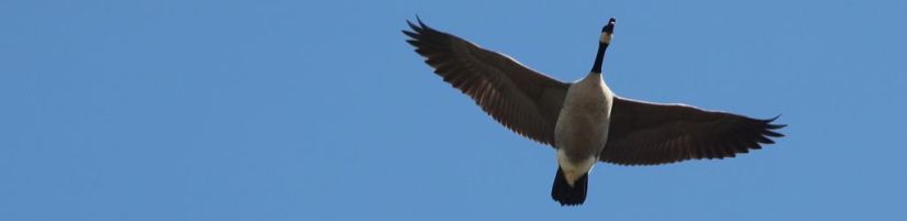 dglassme, "Close Up of Geese Flying," Flickr, CC License