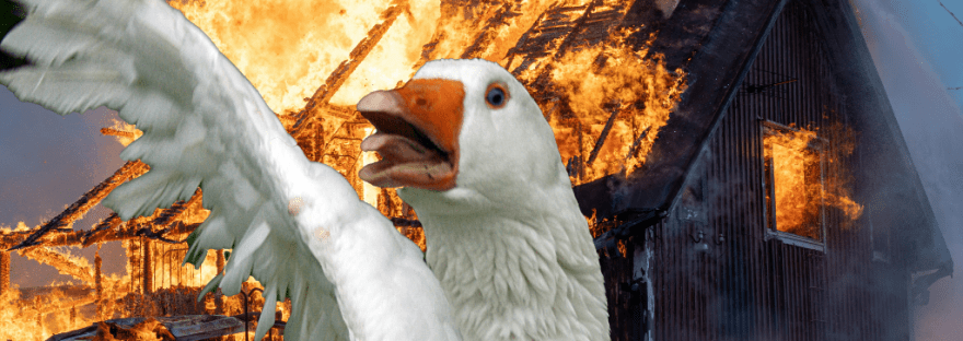 a white goose, wing raised in attack, stands in front of a burning house