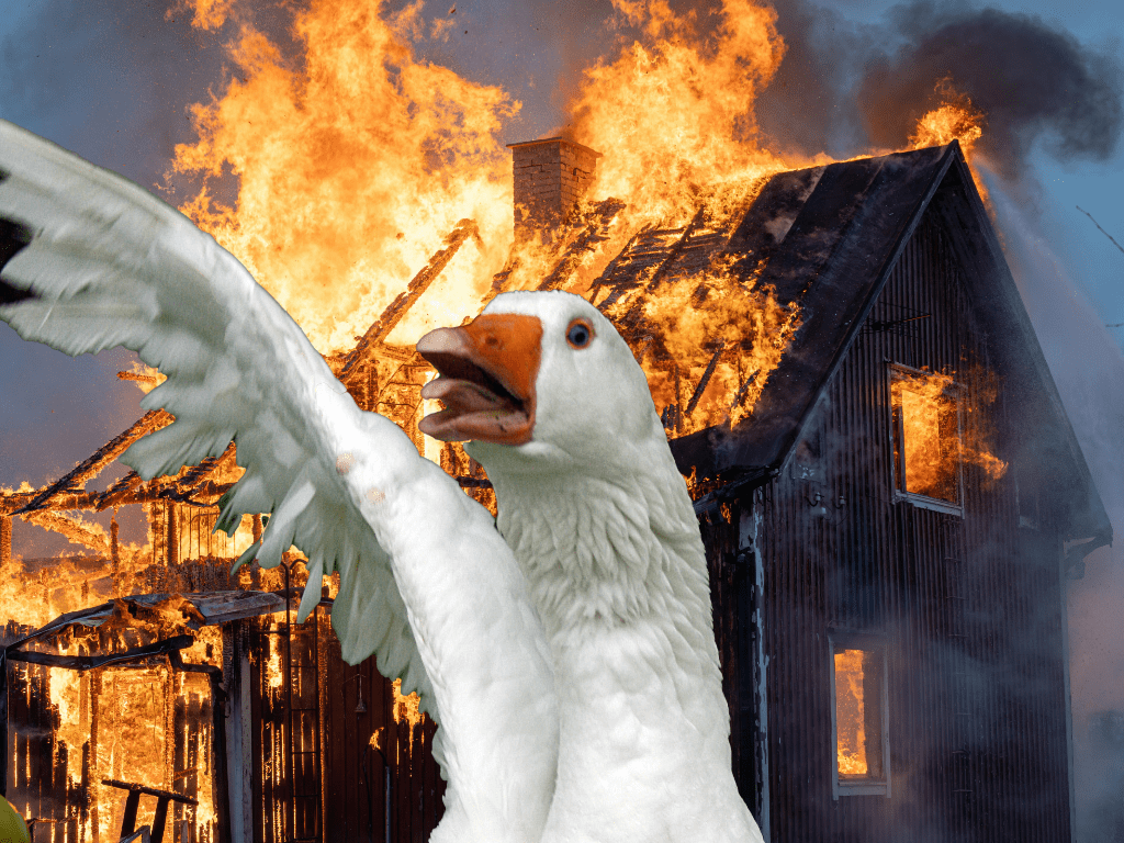 a white goose, wing raised in attack, stands in front of a burning house