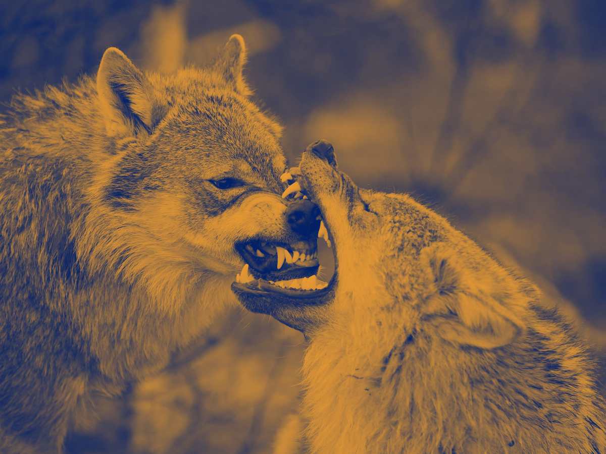 Taking the Wolves’&nbsp;Side