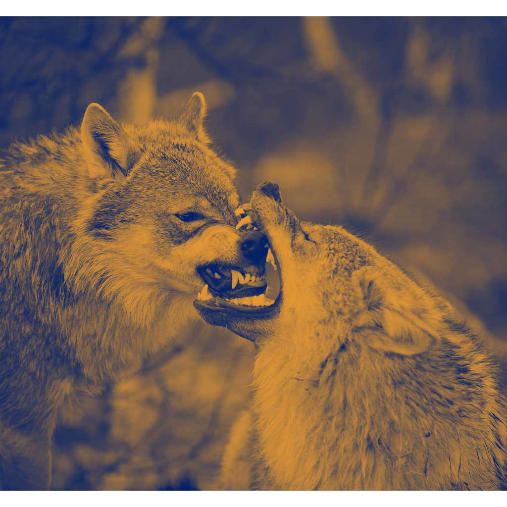 Two wolves, one biting the other's snout; blue shadows, yellow highlights, duotone. "Wolves (Canis lupus lupus) at Polar Zoo in municipality of Bardu, Troms County, Norway." From Wikimedia https://en.wikipedia.org/wiki/File:Wolves_in_Norway.jpg